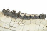 Fossil Titanothere (Megacerops) Jaw - South Dakota #227757-3